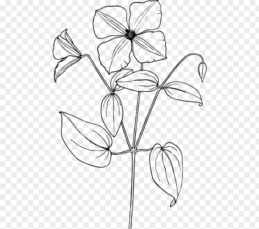 Flower Arabian Jasmine Drawing Sketch PNG