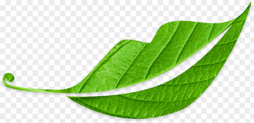 Leaf PNG