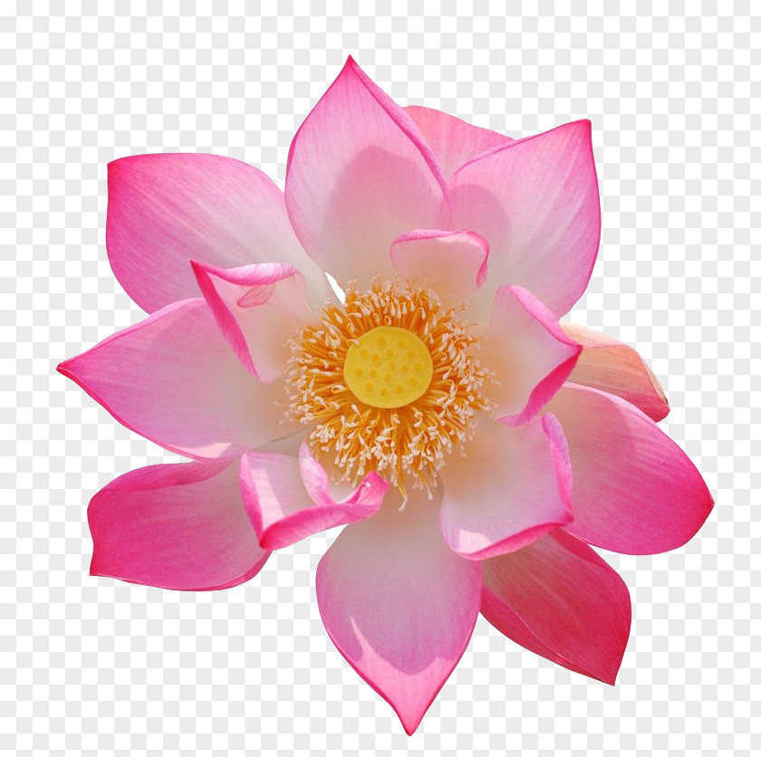 Lotus Close-up Nelumbo Nucifera Nymphaea Pubescens Pink Photography PNG