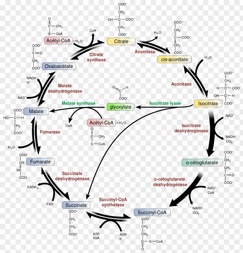 Molecules Citric Acid Cycle Glyoxylate Metabolic Pathway Glyoxysome Metabolism PNG