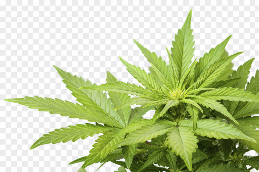 Cannabis Medical Smoking Marijuana Sativa PNG