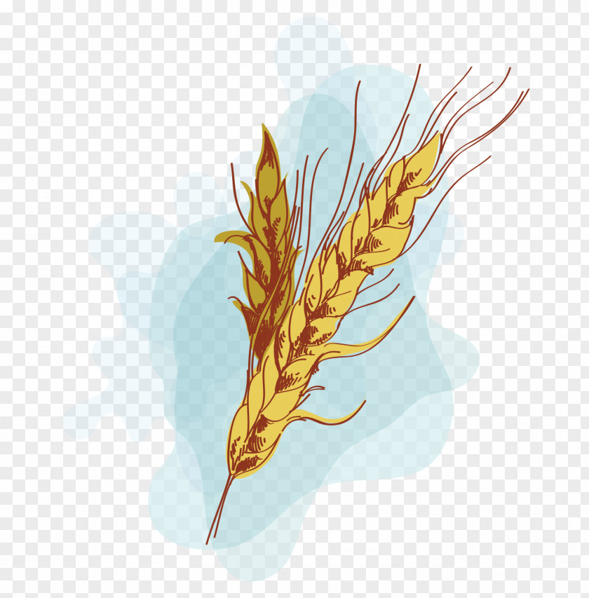 Golden Wheat Vector Emmer Euclidean Computer File PNG