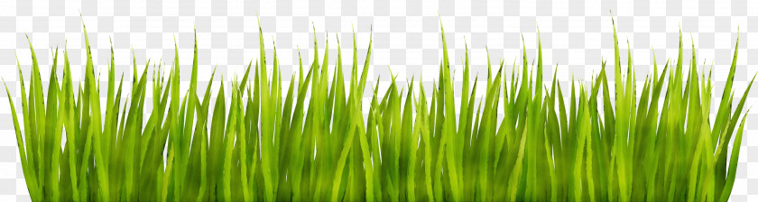Green Grass Vegetation Wheatgrass Plant PNG