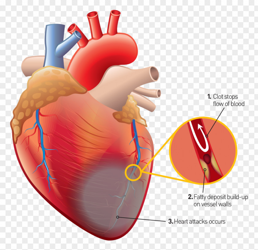Heart Human Anatomy Body PNG