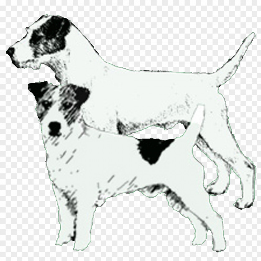 Jack Russell Dog Breed English Foxhound Companion PNG