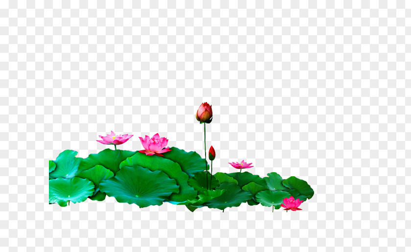 Lotus Flower Nelumbo Nucifera Template Adobe Illustrator PNG