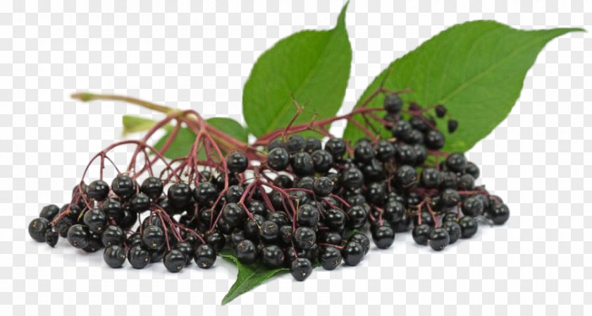 Plant Elderflower Cordial Aronia Medicinal Plants PNG