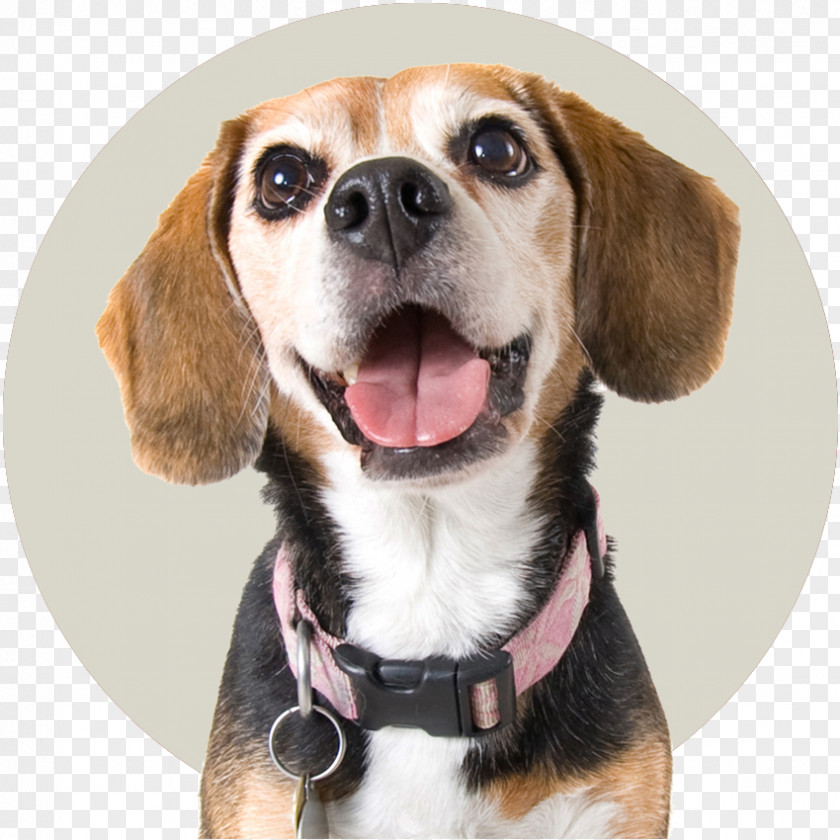 Puppy Dog Collar Beagle Stock Photography PNG