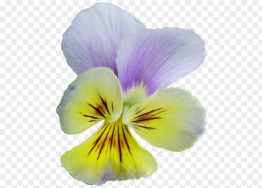 Violet Pansy Archive File Clip Art PNG