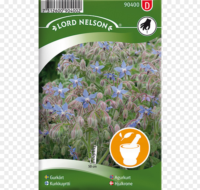 Vis Identification System Canterbury Bells Seed Dill Garden Peach-leaved Bellflower PNG