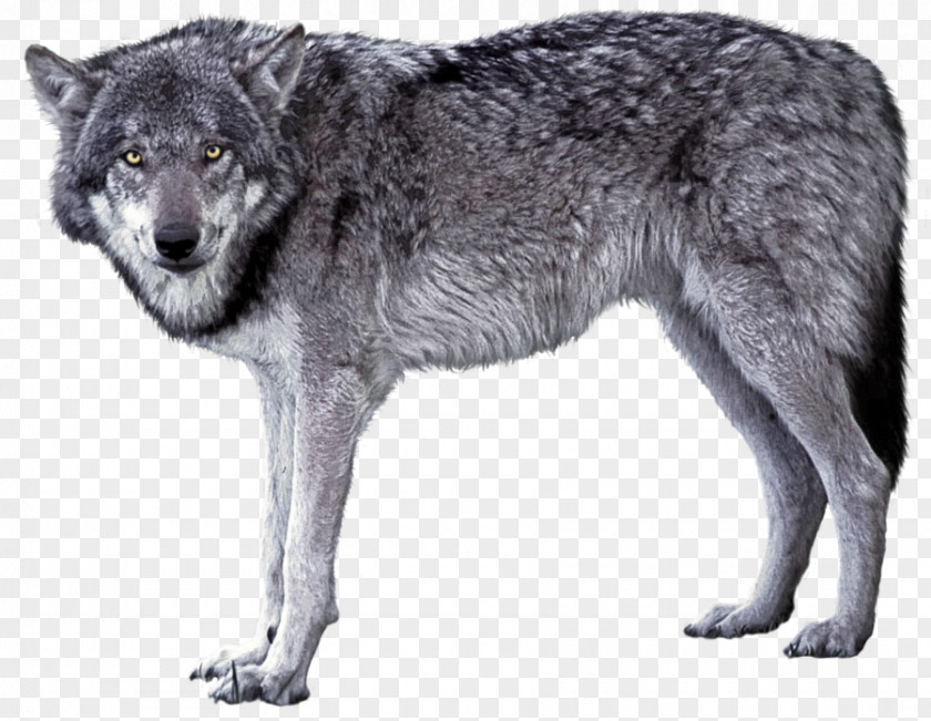 A Wolf Czechoslovakian Wolfdog Saarloos Arctic Iberian PNG