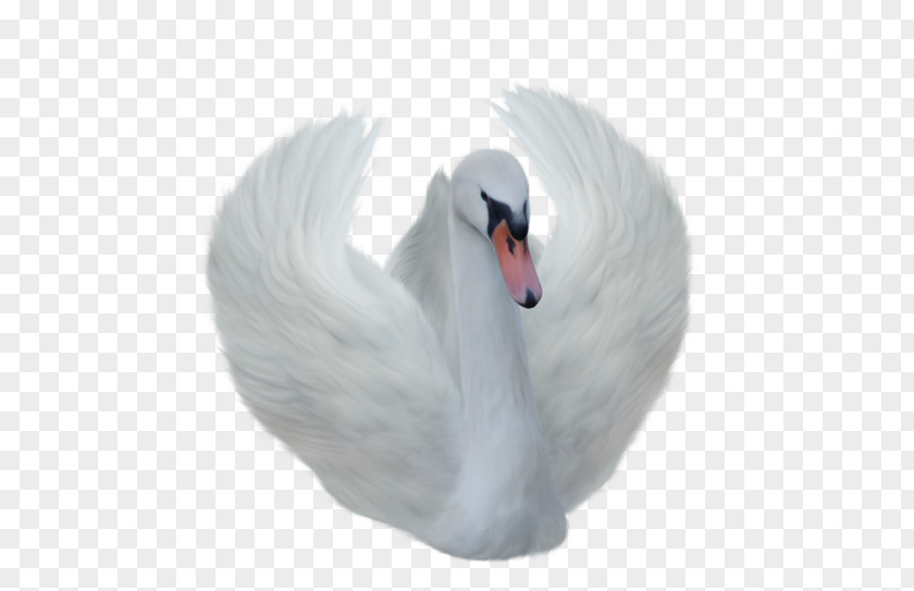 Cygnini Pattern Transparency Clip Art Mute Swan Image PNG