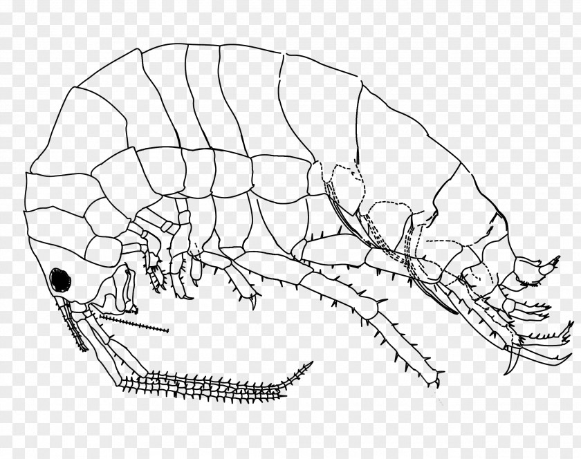 Flea Drawing Platorchestia Platensis Amphipods DeviantArt PNG