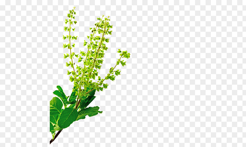 Food Ingredients Herb Holy Basil Plant Neem Tree PNG