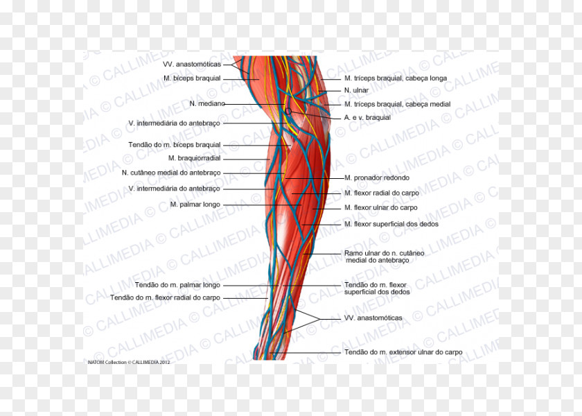 Hand Muscle Nerve Blood Vessel Forearm PNG