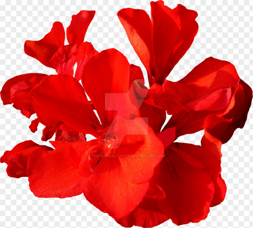 Red Flower Plant Mallows PNG