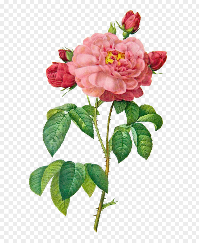 Rose Bloom French The Most Beautiful Flowers Damask Painting Illustration PNG