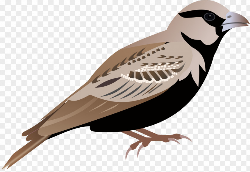 Sparrow Lark Clip Art PNG