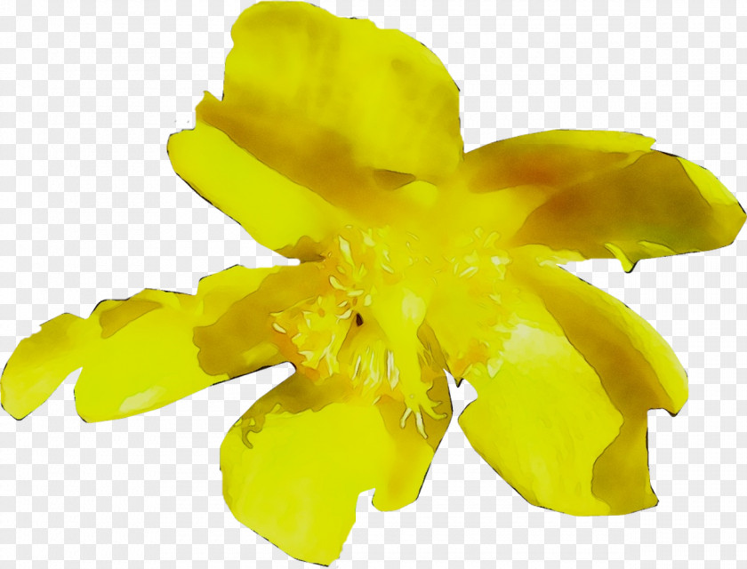 Yellow Flowering Plant Plants PNG