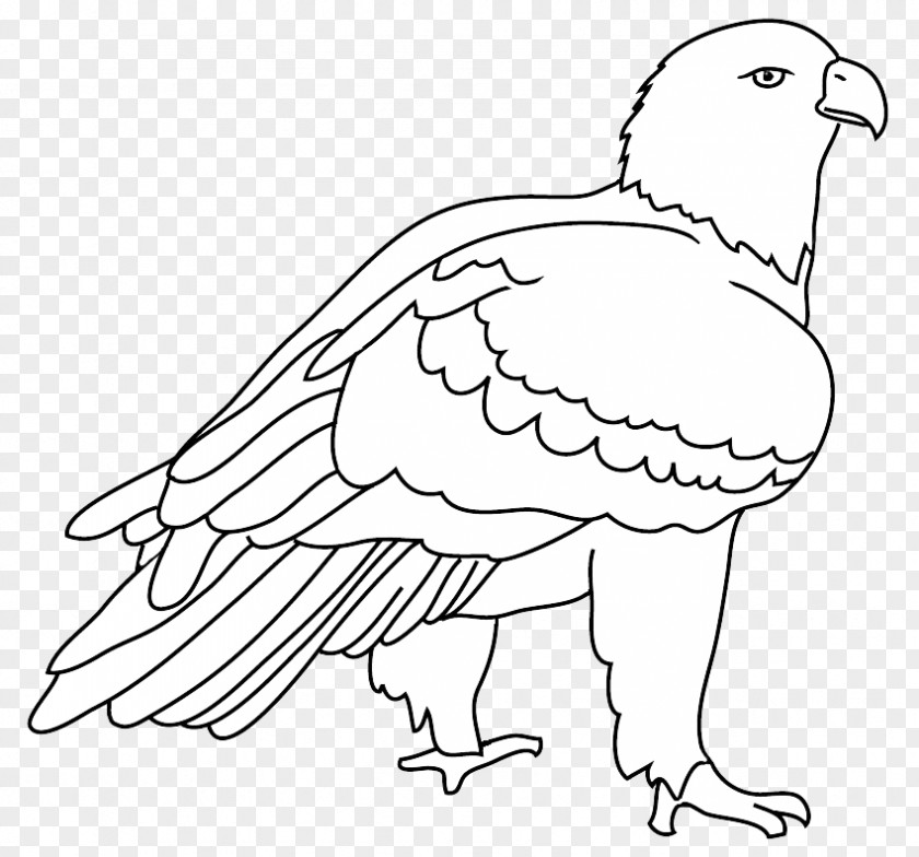 Bird Line Art Beak Bald Eagle Drawing PNG