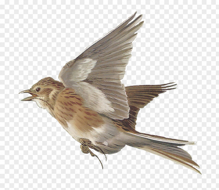 Bird Watercolor Lark House Sparrow Clip Art PNG