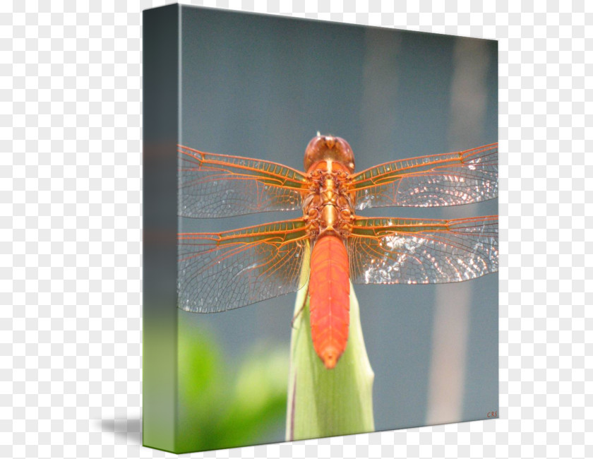 Dragon Fly Insect Dragonfly Photography Invertebrate Arthropod PNG