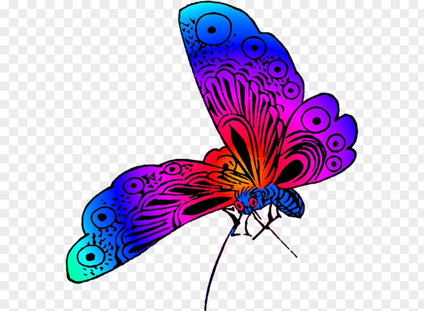 Feather PNG