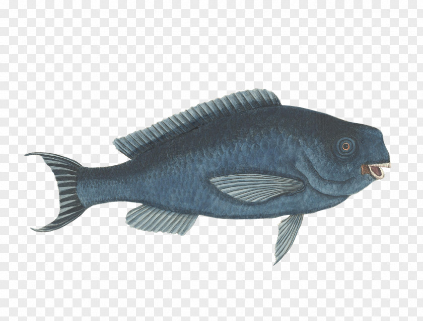 Fish Parrotfish Sea Aquatic Animal Clip Art PNG