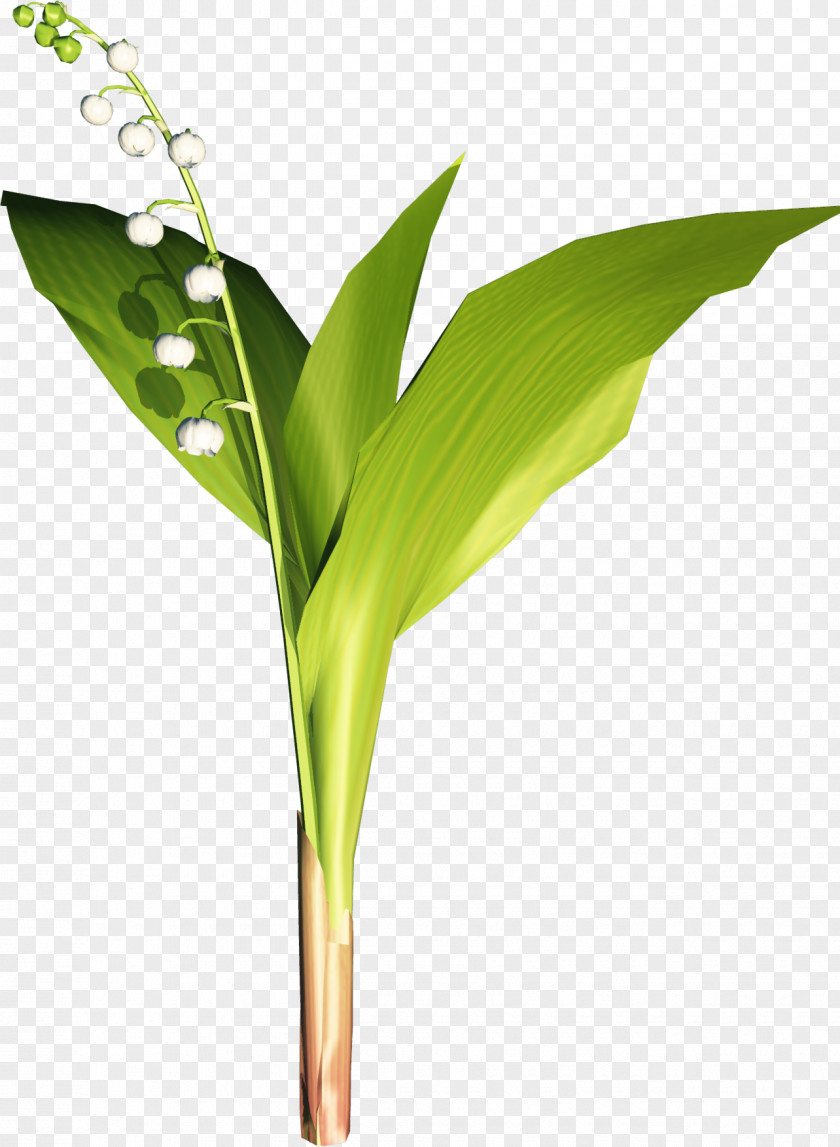 Grass Leaf Bud Clip Art PNG