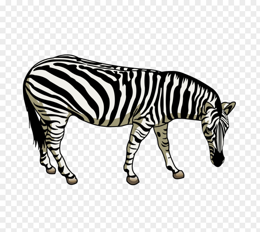 Horse Quagga Horses Zebra Zebroid PNG