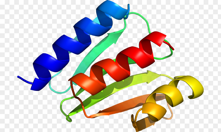 Transcription Factor Food Clip Art PNG