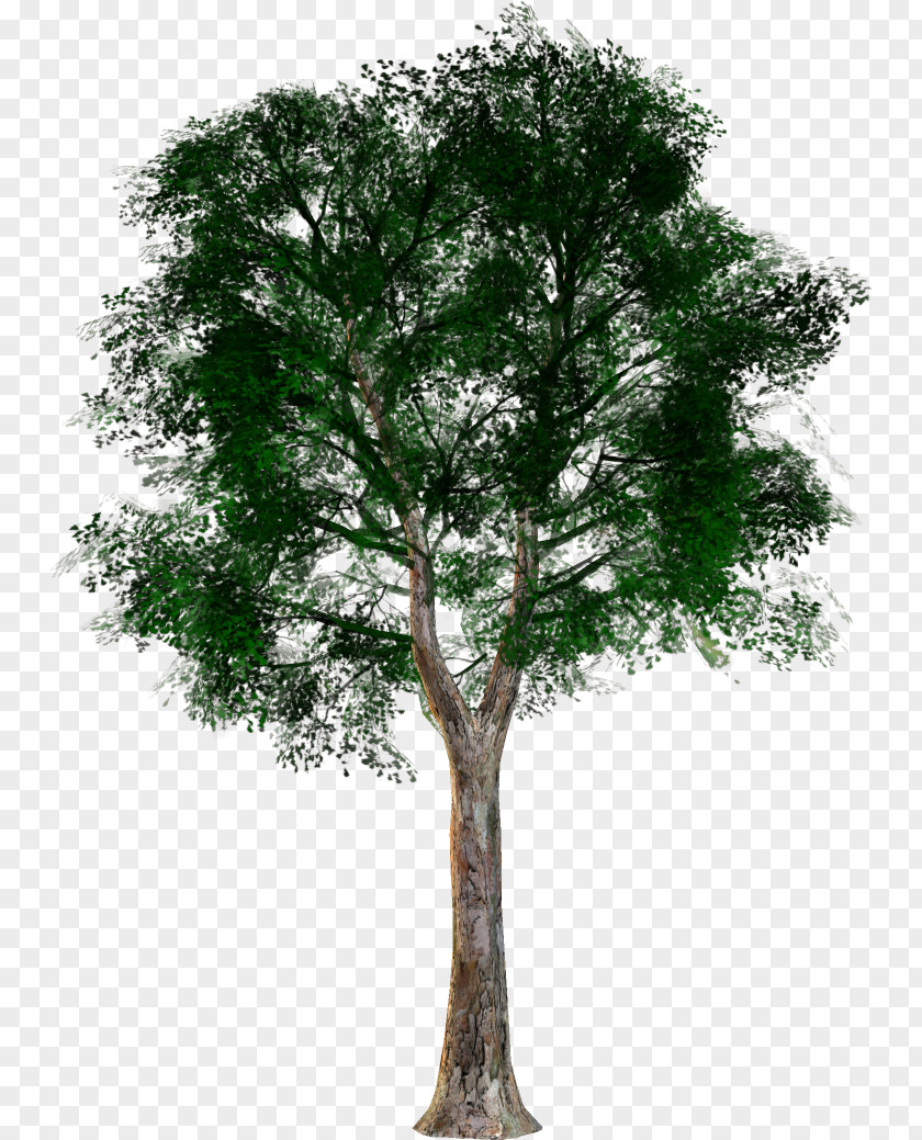 Tree Forest Oak Clip Art PNG