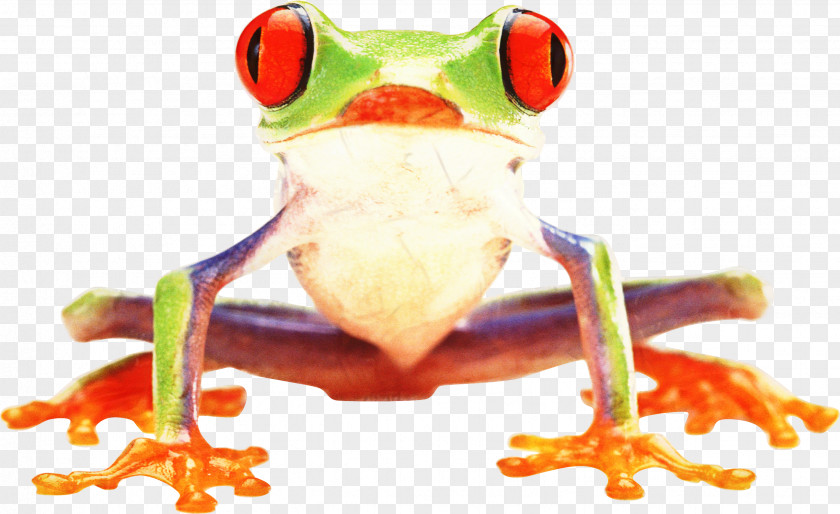 Tree Frog True Toad Product PNG