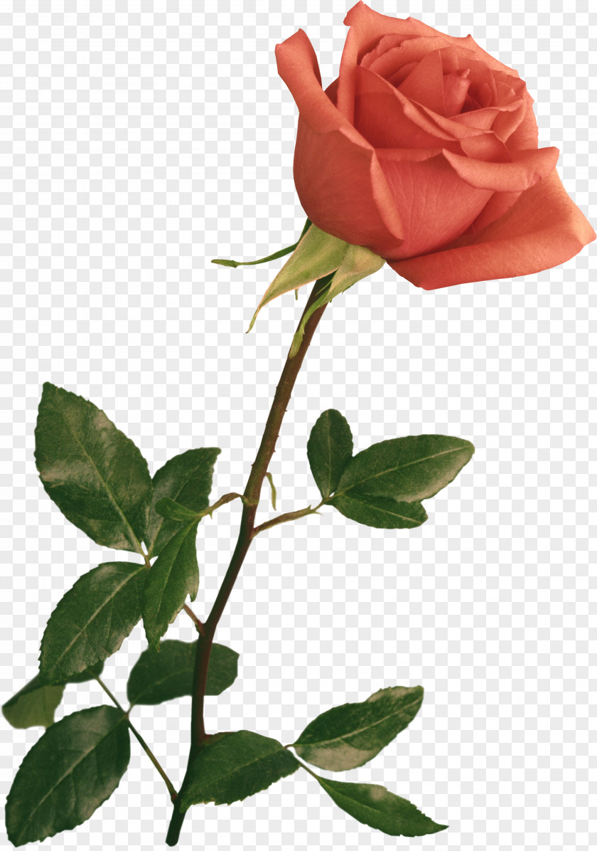 Flower Clip Art Rose Vector Graphics Image PNG