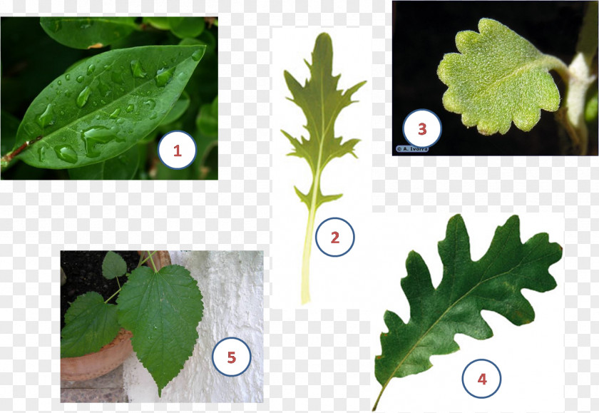 Leaf Plant Stem Limbe Àpex PNG