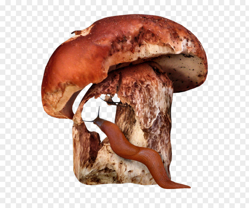 Shiitake Mushroom Download PNG