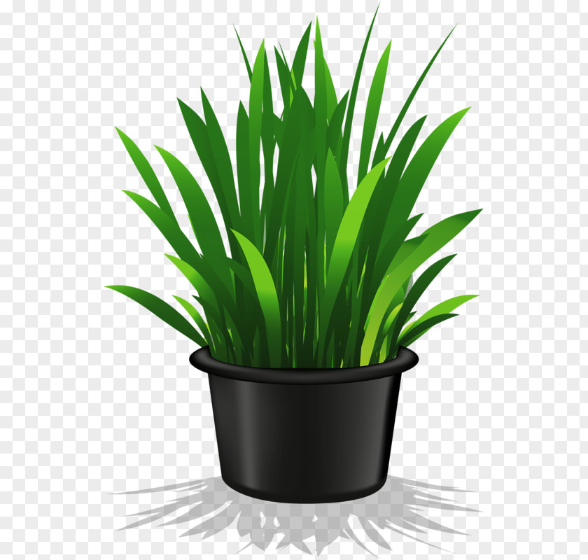 A Pot Of Green Grass Houseplant Flowerpot Clip Art PNG