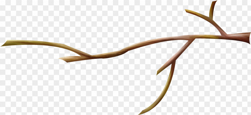 Branches Branch Twig Tree PNG