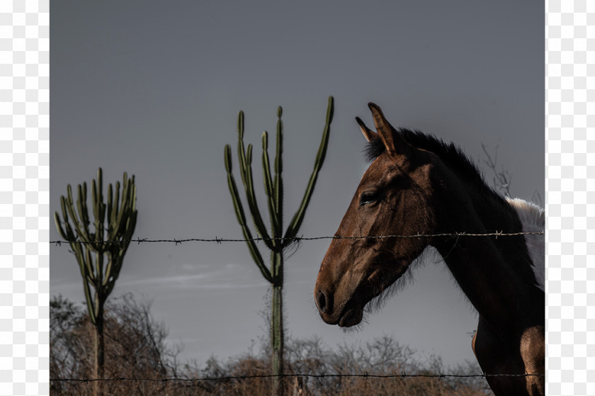 Sanfona Bridle Horse Harnesses Mustang Rein Stallion PNG