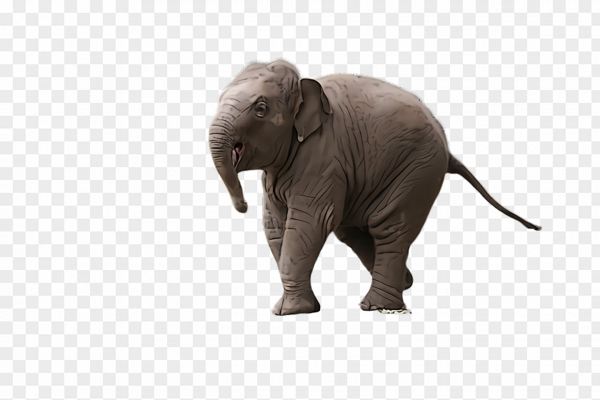 Working Animal Snout Indian Elephant PNG