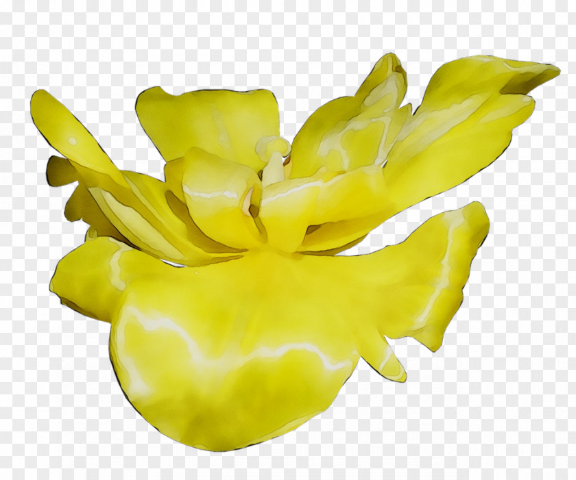 Yellow Fruit PNG