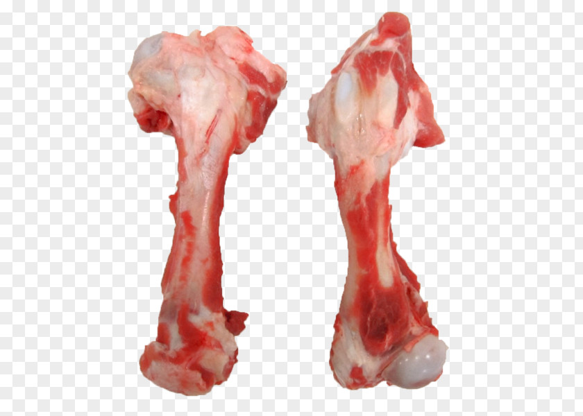 Dog Domestic Pig Femur Bone Pork PNG