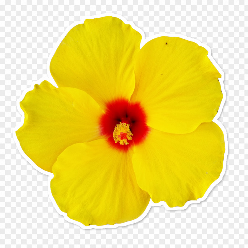 Flower Rosemallows Yellow Petal PNG