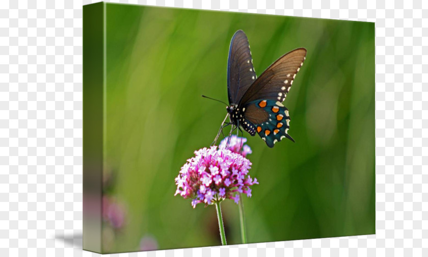 Glossy Butterflys Monarch Butterfly Lycaenidae Pieridae Nymphalidae PNG