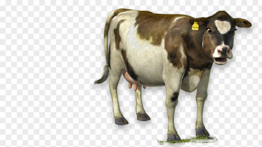 Milk Dairy Cattle The Cow Ox PNG