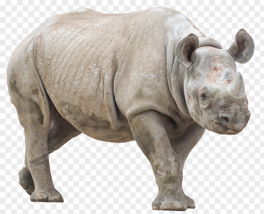 Mystical Rhinoceros Desktop Wallpaper PNG