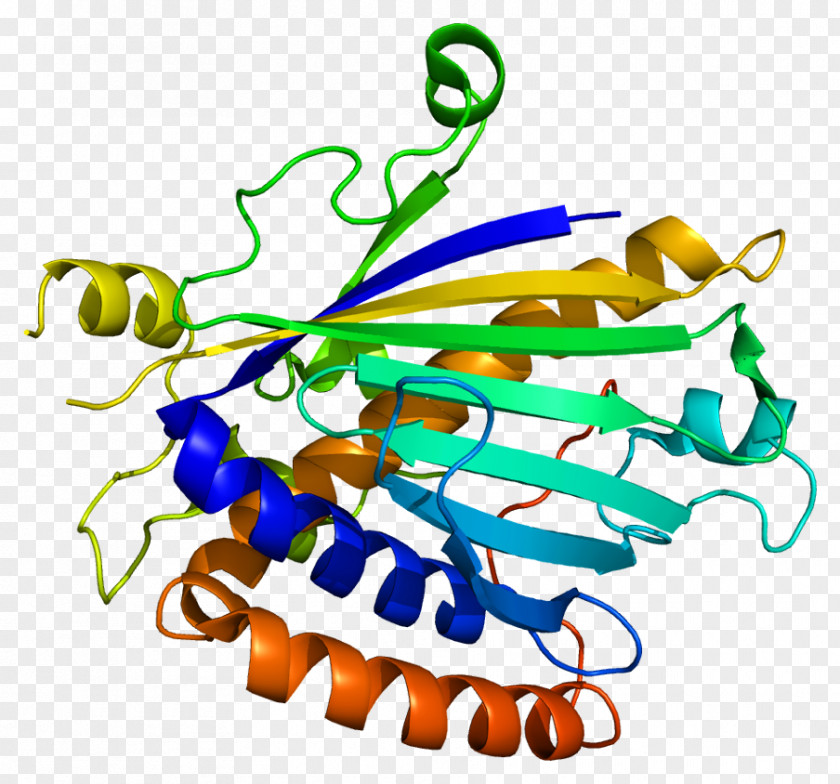 PITPNB Phosphatidylcholine Transfer Protein Gene Phosphatidylinositol Protein, Beta PNG