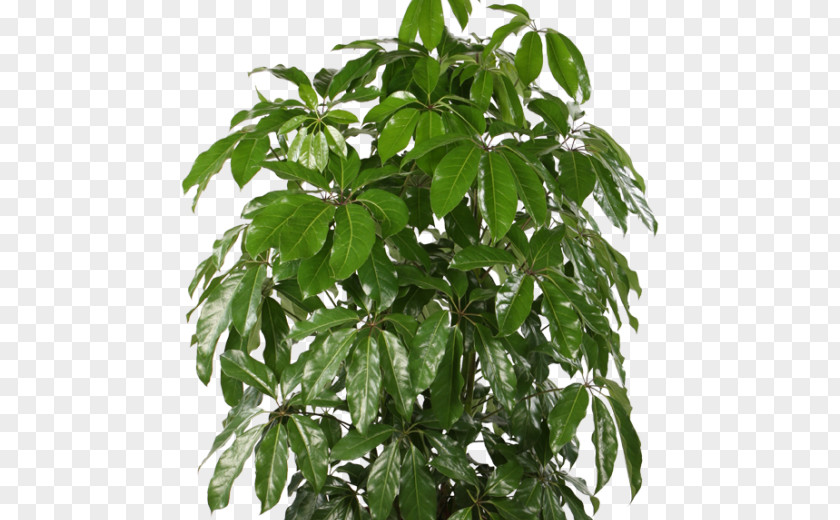 Plants Schefflera Actinophylla Dwarf Umbrella Tree Houseplant Cyperus Alternifolius PNG