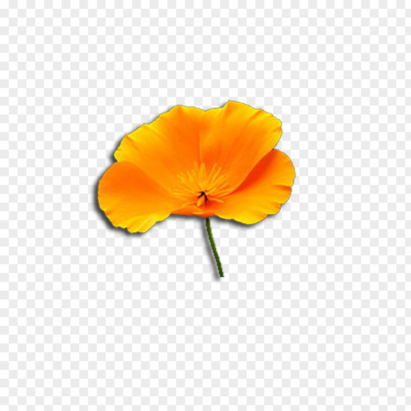 Wildflower Poppy Family Orange PNG