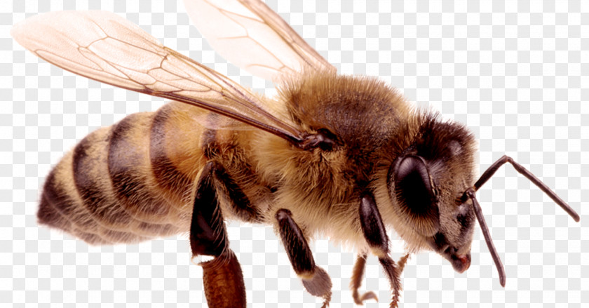 Bee Hornet European Dark Insect Carniolan Honey PNG